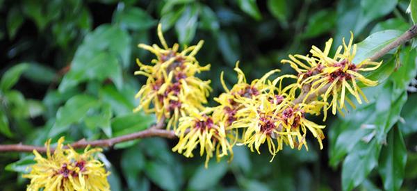 7 Benefits and Uses of Witch Hazel