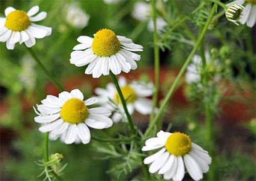 Just like Xanax, the Anxiety Relieving Plant That Grows in Your Backyard - Flowers