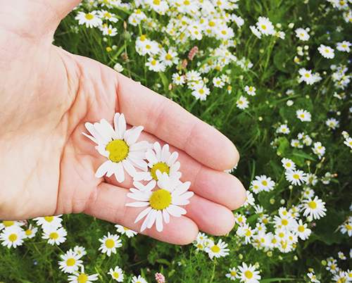 Just like Xanax, the Anxiety Relieving Plant That Grows in Your Backyard Picking Chamomile