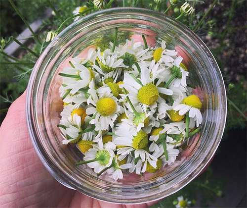 Just like Xanax, the Anxiety Relieving Plant That Grows in Your Backyard Picking Chamomile2