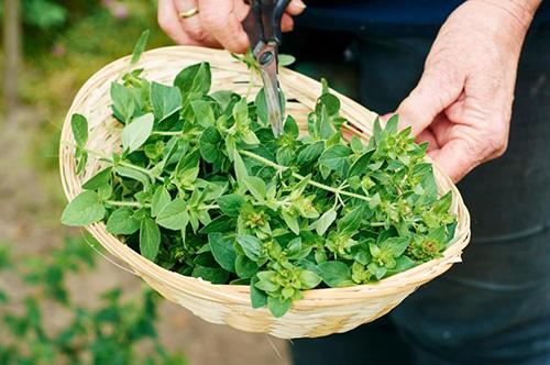 4 Natural Antibiotics that Can Replace Over-the-Counter Drugs - Oregano 1