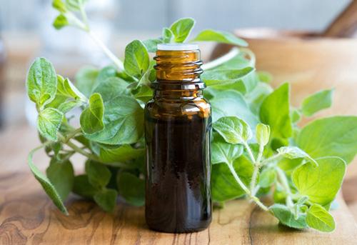 4 Natural Antibiotics that Can Replace Over-the-Counter Drugs - Oregano 2