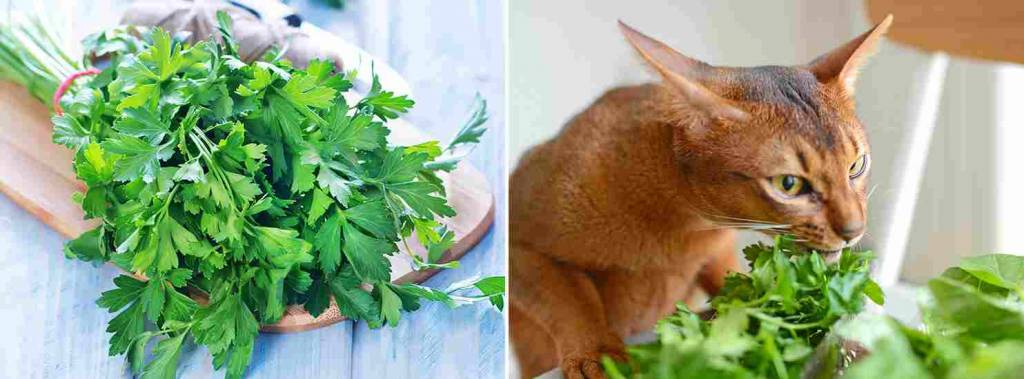 herbal-remedies-for-pets-the-lost-herbs