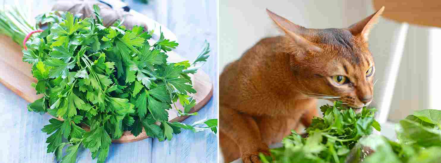 Herbal Remedies for Pets - Parsley