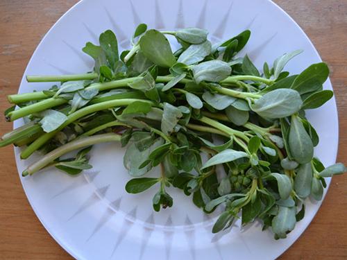 How to Make An Anti-Imflammatory Herbal Jar - Cutting Purslane