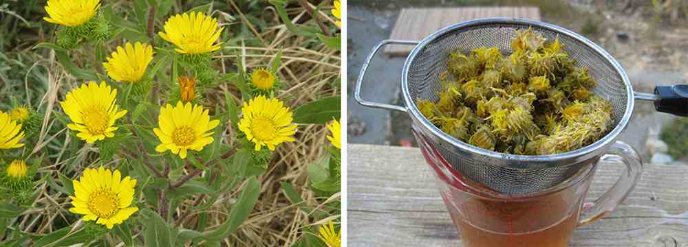 How to Make Your Own Natural First Aid Kit - Grindelia