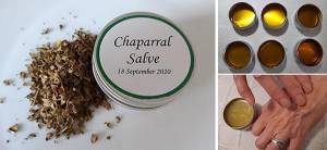 How to Make a Chapparal Salve for Wounds and Skin Infections - Cover