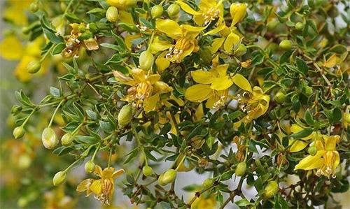 How to Make a Chapparal Salve for Wounds and Skin Infections - Plant