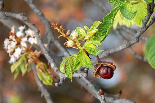 How To Treat Varicose Veins With Chestnuts - The Lost Herbs