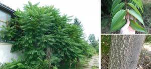 If You Have this Tree in Your Backyard, Don't Cut it Down ! - Cover