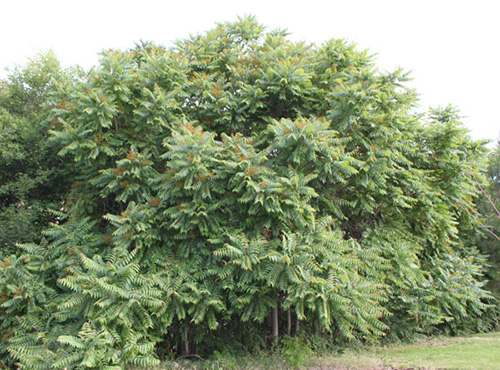 If You Have this Tree in Your Backyard, Don't Cut it Down ! - Invasive Tree