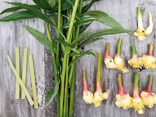 Just Like Ibuprofen The Pain-Relieving Backyard Plants - Ginger Plant