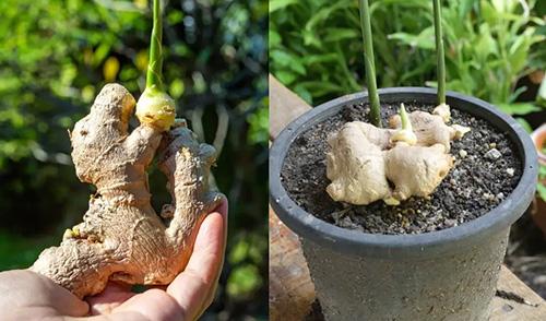 Just Like Ibuprofen The Pain-Relieving Backyard Plants - Ginger Pots