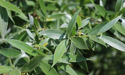 Just Like Ibuprofen The Pain-Relieving Backyard Plants - Willow