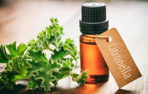 The complete list of essential oil substitutes - Citronella