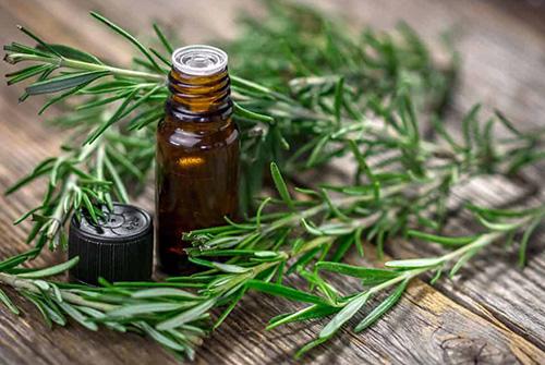 The complete list of essential oil substitutes - Rosemary
