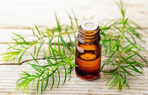 The complete list of essential oil substitutes - Tea Tree