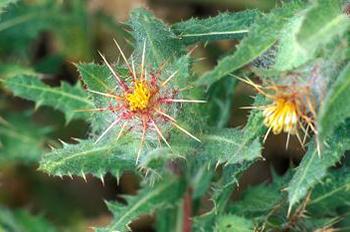 5 Natural Remedies to Treat Vertigo - Blessed Thistle