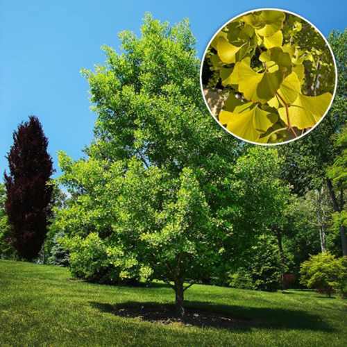 5 Natural Remedies to Treat Vertigo - Gingko Biloba Tree