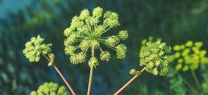 Plant of The Week: Angelica Cover