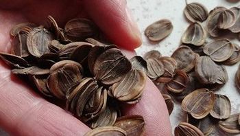 Plant of The Week: Seeds
