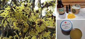 DIY Witch Hazel Salve - Cover