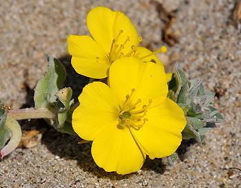 Evening Primrose - Flower