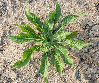 Evening Primrose - Leaf