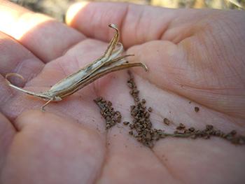 Evening Primrose - Seeds