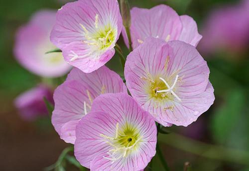 Evening Primrose Species