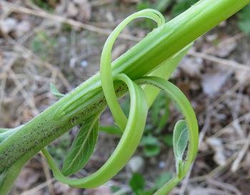 Evening Primrose - Stems