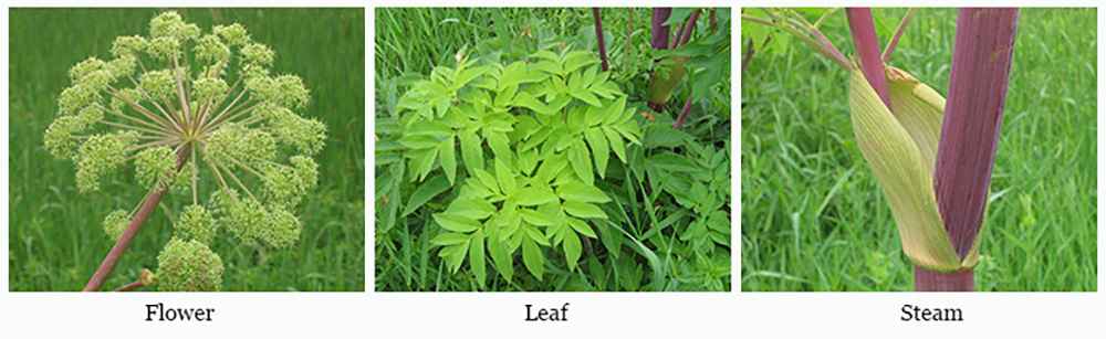 Plant of The Week: Angelica - Flower, Leaf, Steam