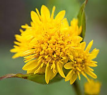 Goldenrod 1