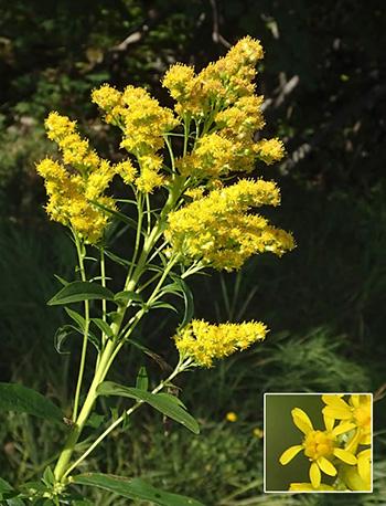 Goldenrod - Flower