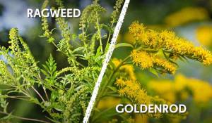 Goldenrod - The Lost Herbs