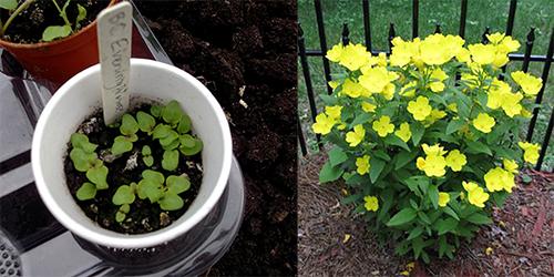 Grow Evening Primrose