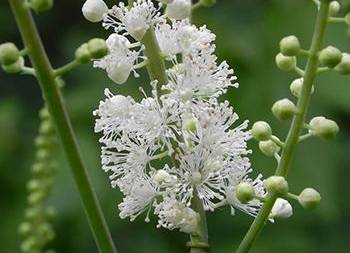 Natural Remedies with Risky Drug Interaction - Black Cohosh