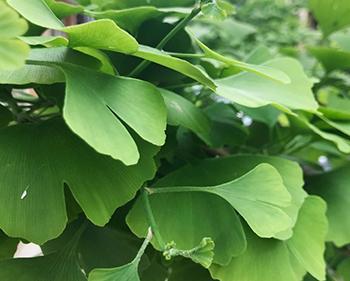 Natural Remedies with Risky Drug Interaction - Ginkgo Biloba