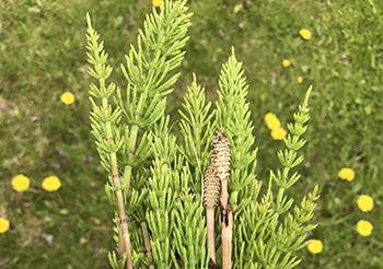 Natural Remedies with Risky Drug Interaction - Horsetail