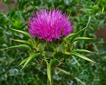 Natural Remedies with Risky Drug Interaction - Milk Thistle