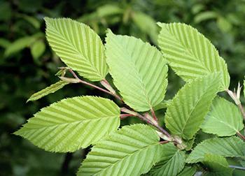 Natural Remedies with Risky Drug Interaction - Slippery Elm