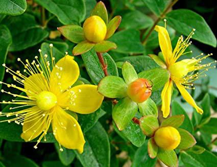 Natural Remedies with Risky Drug Interaction - St John's Wort