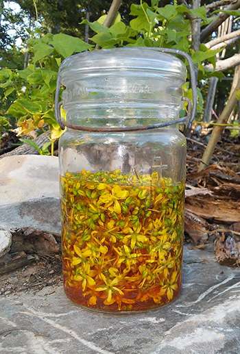 Plant of The Week - St John Wort Preserve