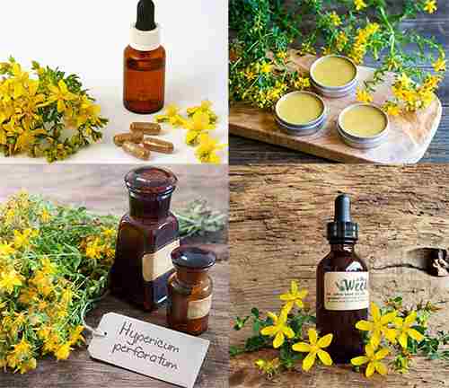 Plant of The Week - St John Wort Products