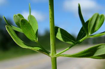Plant of The Week - Stem