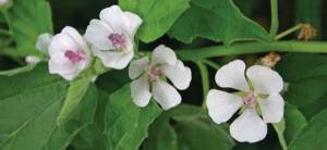 Plant of the Week Marshmallow Cover