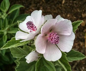Plant of the Week Marshmallow - Flower