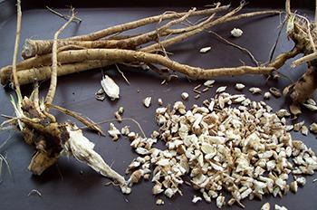 Plant of the Week Marshmallow - Harvest Roots 