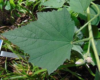 Plant of the Week Marshmallow -Leaf