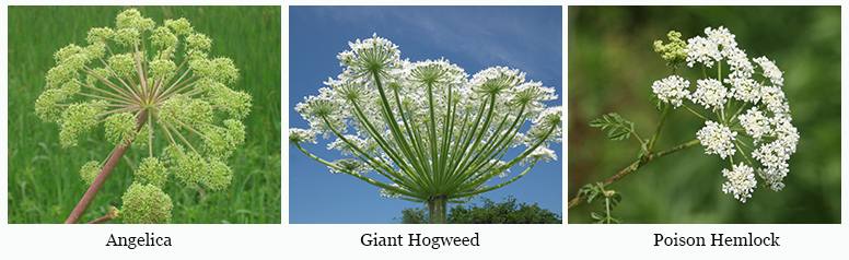 Plant of The Week: Angelica Lookalikes